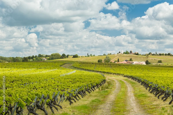 Obraz Paysage du vignoble