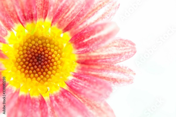 Obraz ピンクのマーガレットの花 光に透ける花びら 右側にコピースペース