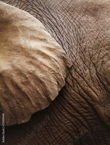 Obraz Elephant ear and skin tecture