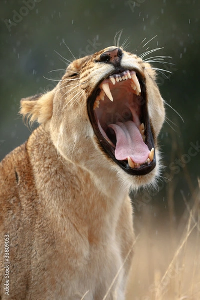 Obraz Lioness yawns