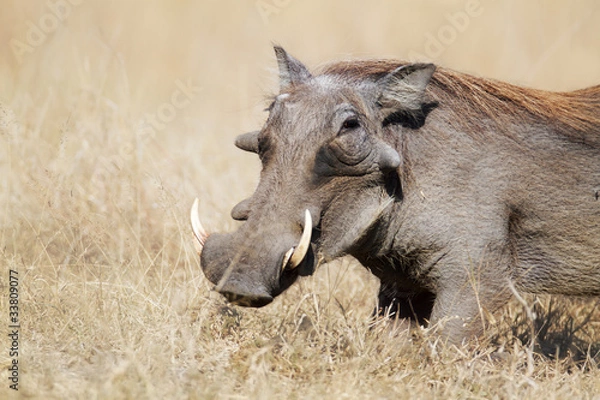 Obraz Warthog in grasslands