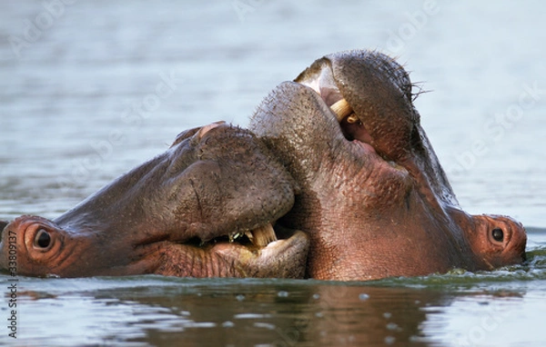 Obraz Hippo's inter-acting