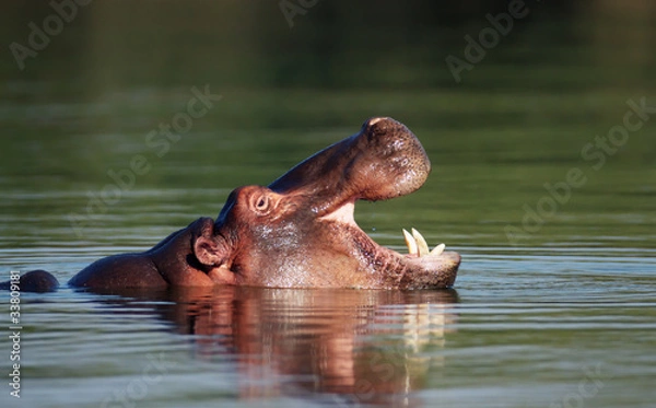 Obraz Hippo z otwartymi ustami