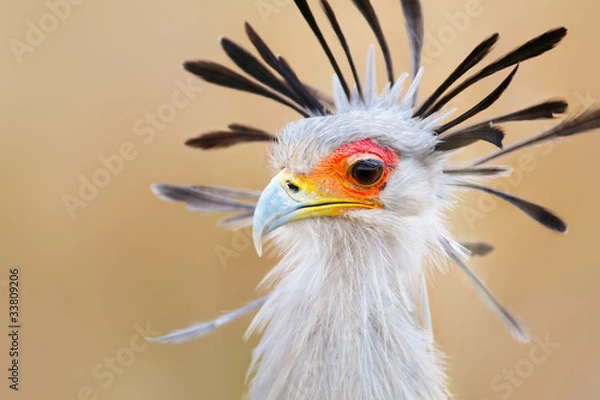 Obraz Secretary bird portrait
