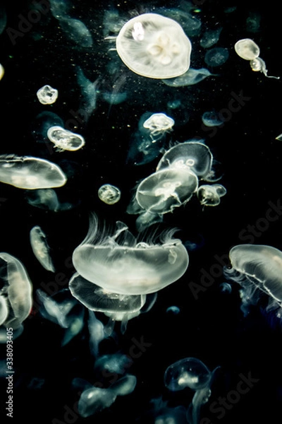 Fototapeta jellyfish in aquarium