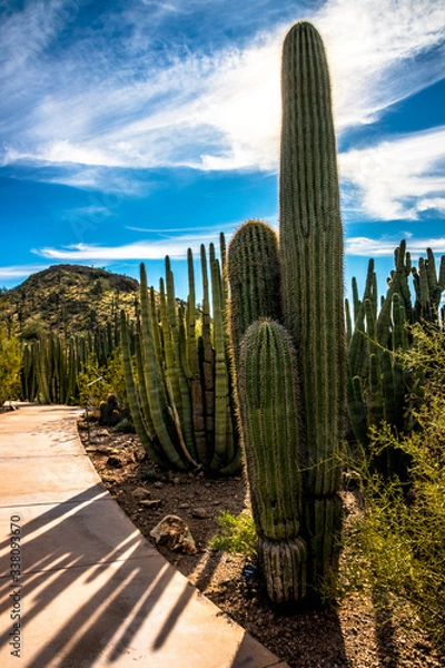 Fototapeta giant cactus