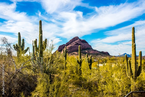 Fototapeta mountains and cactus
