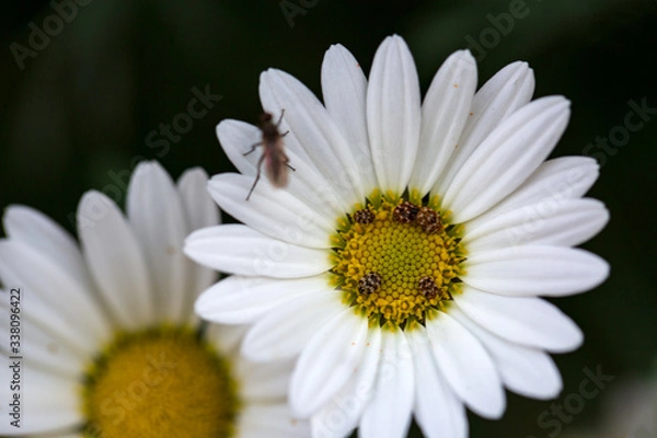 Fototapeta Garden camomile flowers, field with camomiles, camomile closeup, natural antiseptic. Chamomile close up. Chamomile medicinal plant on a sunny day. Blooming chamomile field natural herbal treatment.