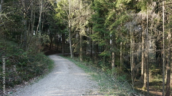 Fototapeta Waldweg