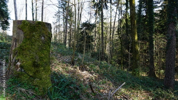 Fototapeta Baumstumpf im Wald