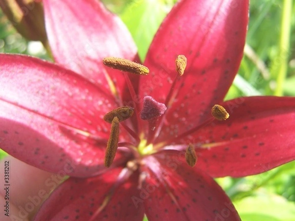 Obraz widok pszczoły