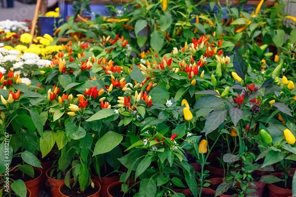 Fototapeta Large distribution of planting of seedlings pepper for sale to shops.