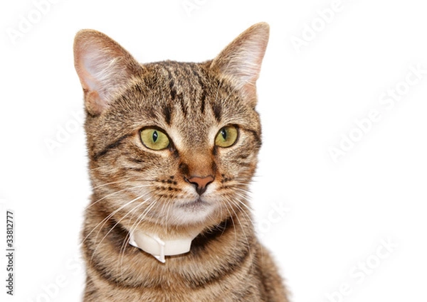 Fototapeta Striped cat in a collar