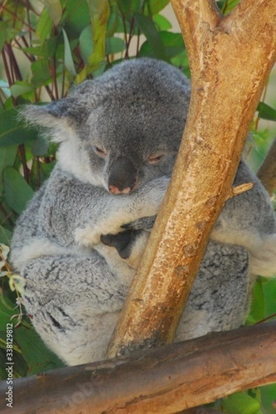 Obraz Koala Bear in Tree