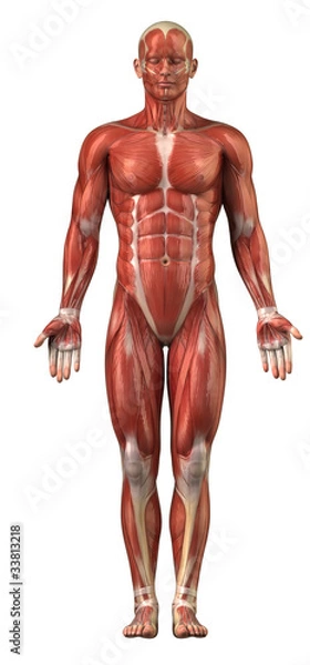 Obraz Man muscular sytem anterior view isolated