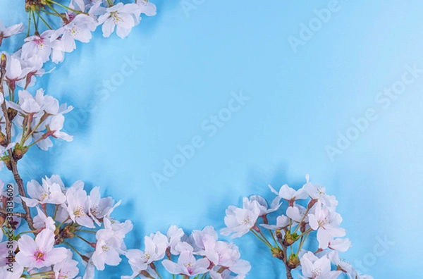 Fototapeta background with sakura spring cherry blossom