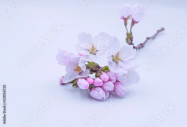 Fototapeta background with sakura spring cherry blossom