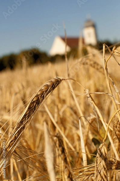 Obraz Barley and church