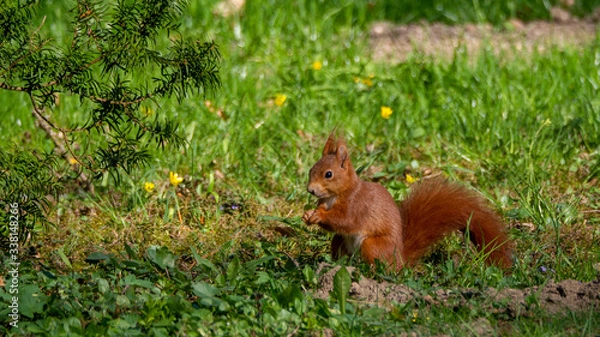 Obraz Eichhörnchen