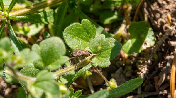 Obraz bunte blattwanze