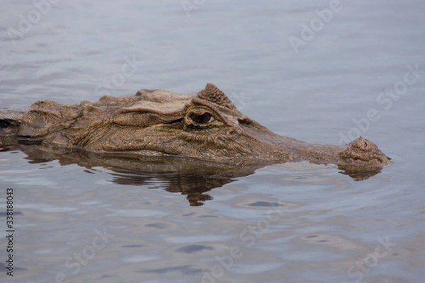 Fototapeta Crocodile