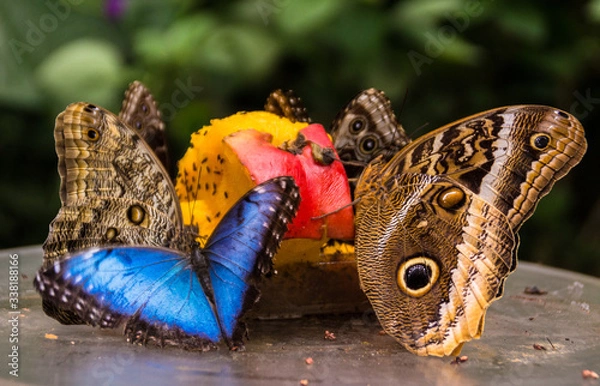 Fototapeta Butterflys eating