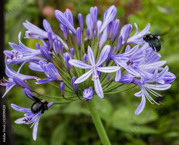 Fototapeta Flowers and bugs