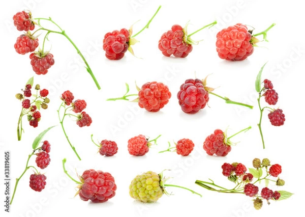 Fototapeta Red raspberry berries and branches  set