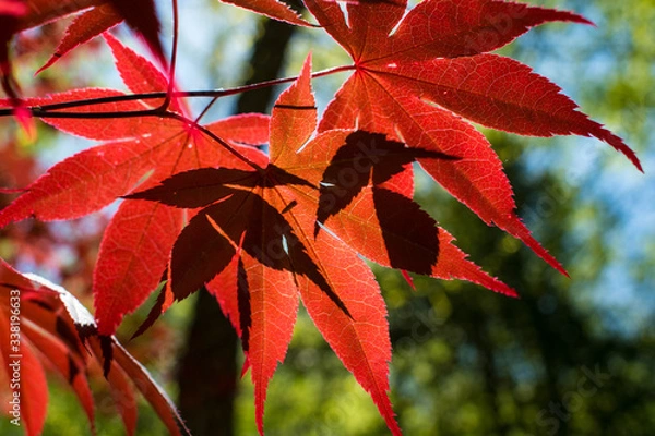 Fototapeta red maple leaves