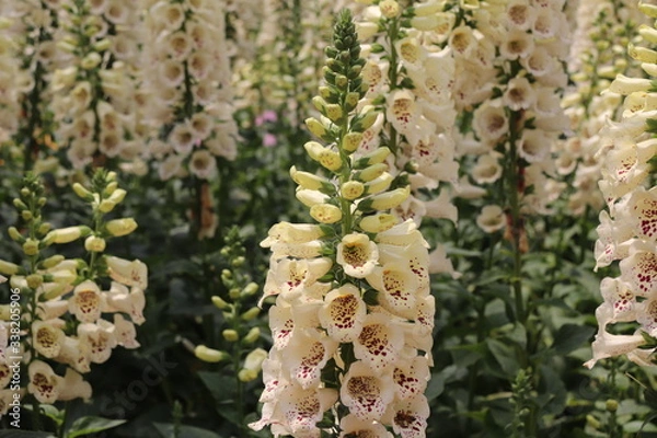 Fototapeta Close up view of lupine flower in a field of flowers