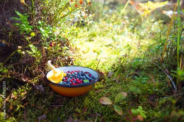Obraz Organic food picked up in the forest. Blueberries and lingonberries with chanterelle mushroom in a bowl on among moss & berry plants lit with sunlight. Concept of healthy nourishment, foraging.
