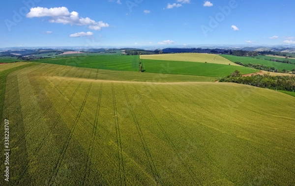 Fototapeta Visão aérea feita com drone da plantação de milho verde. O Brasil é um grande produtor de grãos. Milho safrinha em fase de crescimento