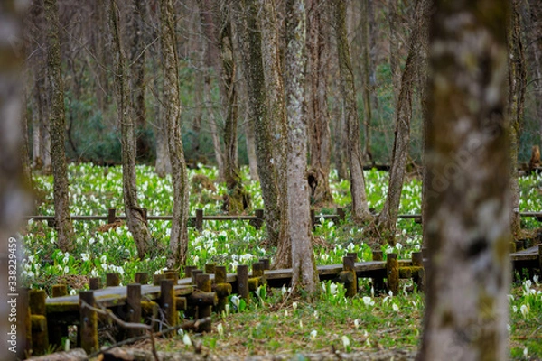 Fototapeta 春の花　日本の風景　湿原　秋田県仙北市