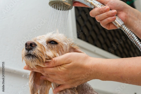 Obraz シャワーするキャバプー