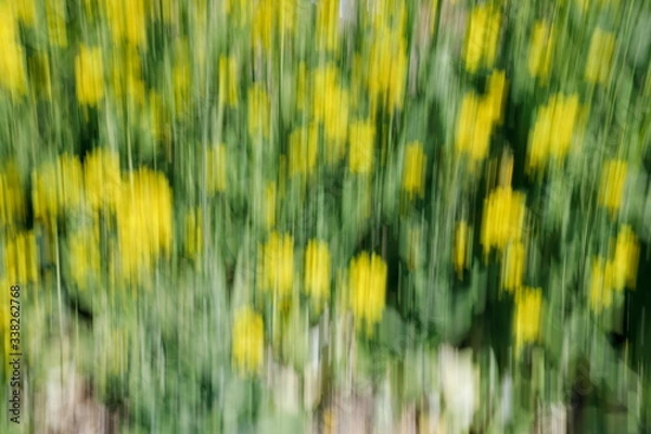 Fototapeta 유채꽃을 틸팅기법으로 찍은 사진, 초점이 맞지 않은