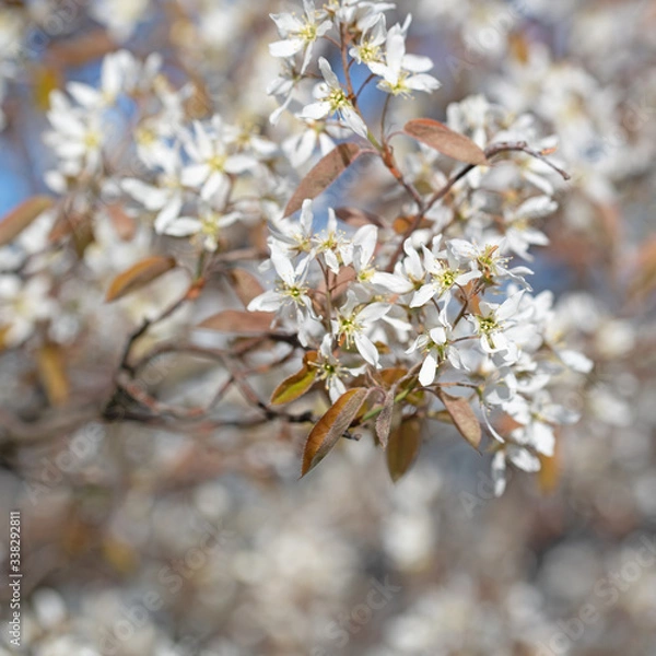 Obraz Blühende Felsenbirne, Amelanchier, im Frühling