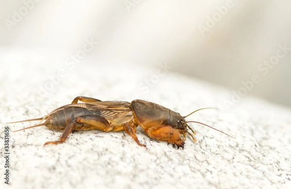 Fototapeta mole cricket