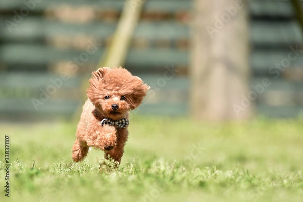Fototapeta ドッグランで走るトイプードル