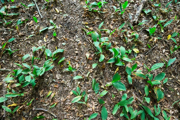 Obraz Waldboden: Erde, Laub und Äste auf einem Waldboden, Platz für Text/Typo