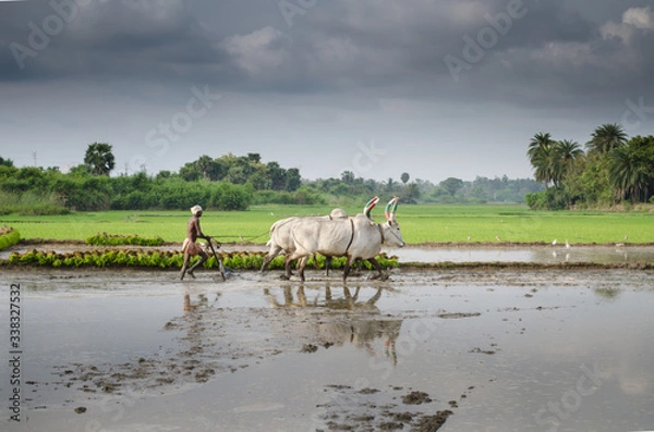 Fototapeta Farmer busy in cultivating paddy field
