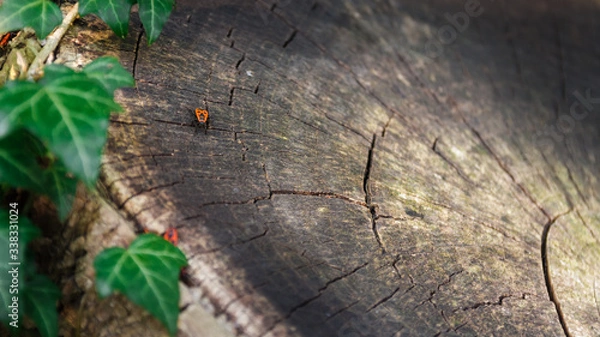 Fototapeta Working ant on root in natural environment 