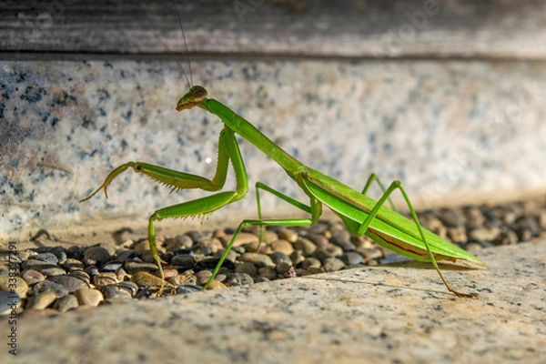 Fototapeta A closeup from a praying mantis just outside a temple complex in Kyoto Japan.