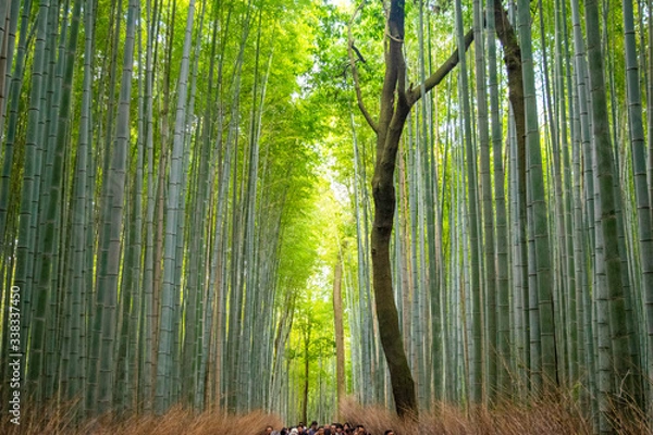 Fototapeta Bamboo forest Kyoto Japan