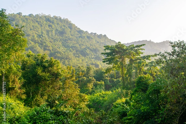 Fototapeta Into the wild and beautiful nature of Vietnam near My Son Temple complex.