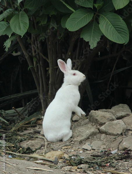 Obraz mały króliczek,
Królik