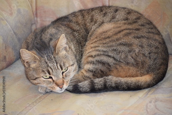 Obraz cat lying on the floor