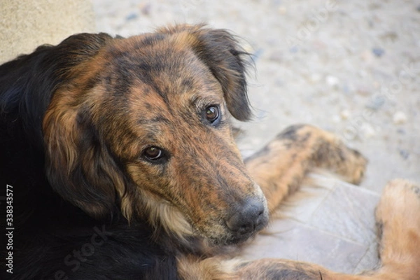 Fototapeta portrait of a dog