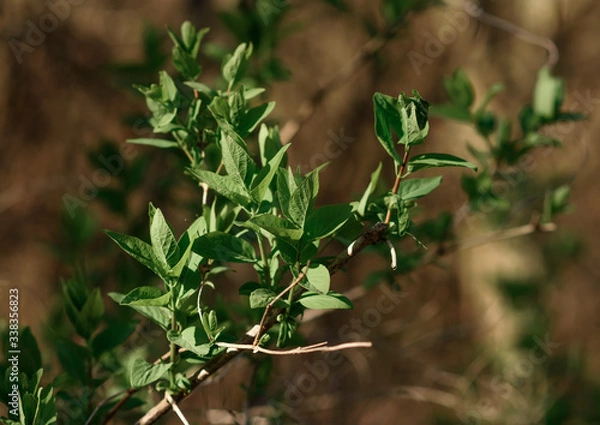 Obraz close up of fresh green leaves