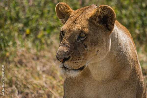 Obraz Leóna. África
