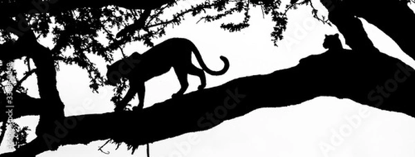 Obraz Leopardos, Seregueti